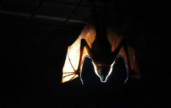 ◤武汉肺炎◢担心散播病毒 蝙蝠出现人人喊怕