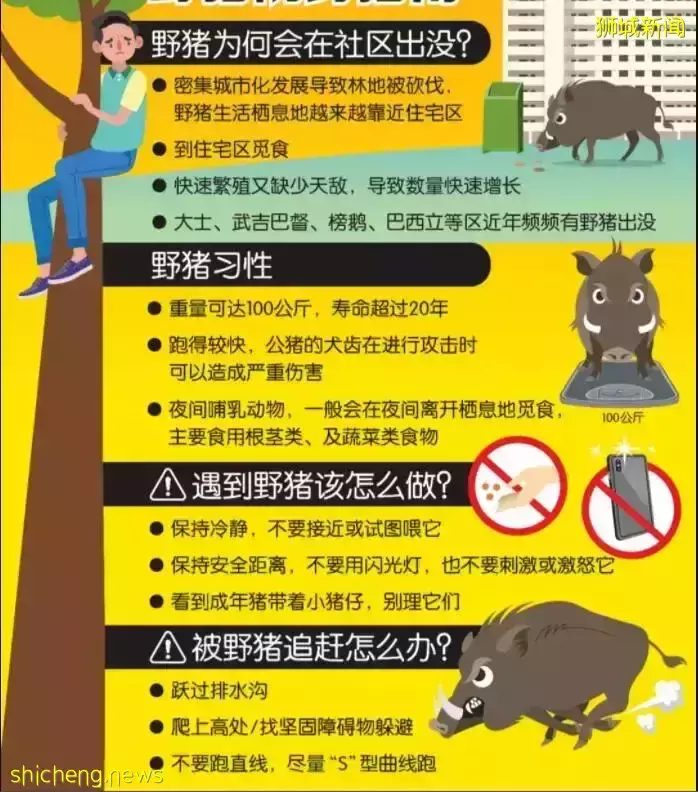 新加坡野猪伤人事件,现场画面首次曝光