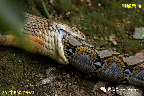 新加坡上演眼镜王蛇PK大蟒蛇,真实争霸战!谁吃掉了谁