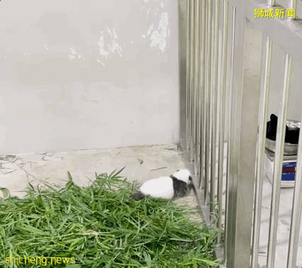 新加坡的熊猫宝宝满月照来了!毛茸茸终于“有熊样”