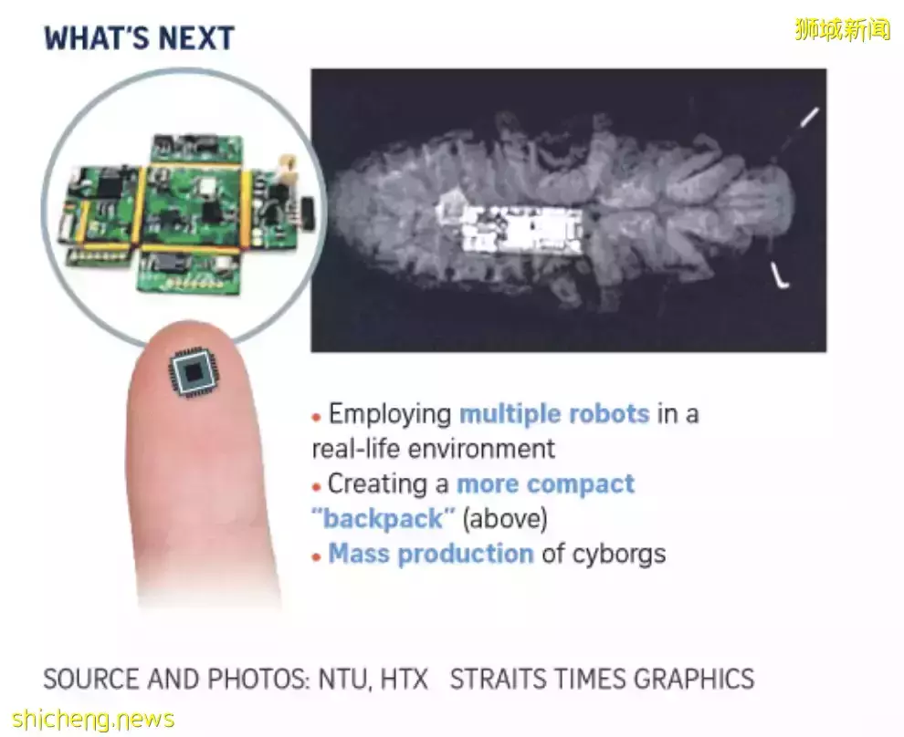 蟑螂恶霸?NTU 科学家研发救援用机械蟑螂