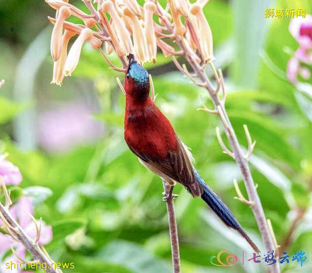 景东摄影爱好者拍到新加坡国鸟——黄腰太阳鸟 
