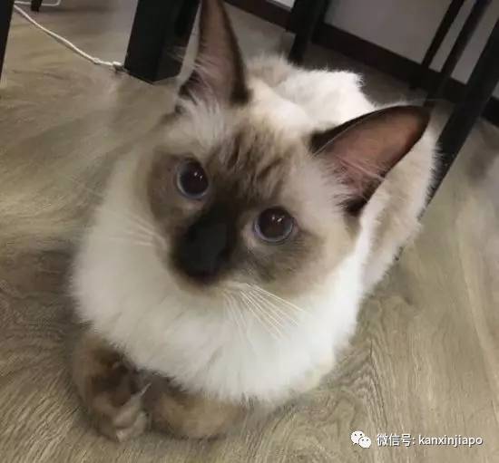 遭HDB人员登门盘查被告知,新加坡组屋不能养猫!这些“毛小孩”也不能出现