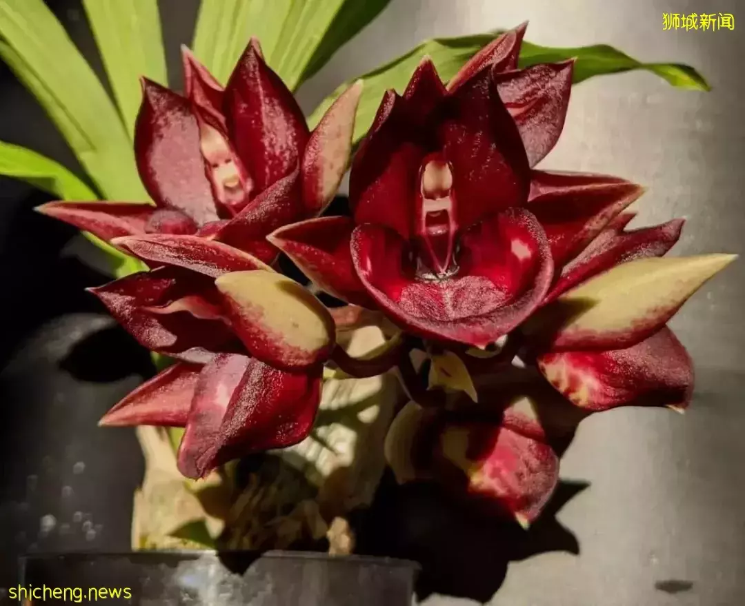 学生假期限时免费!超过5000+品种,带娃去看新加坡的国花