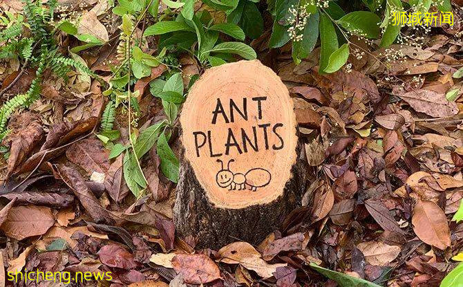 叢林遊樂場、自然博物館、山路徒步……新加坡這個公園翻新後更好玩啦