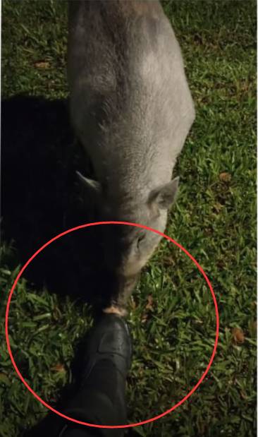 太魔性！新加坡大神居然把野猪当宠物？还公主拍哄其睡觉