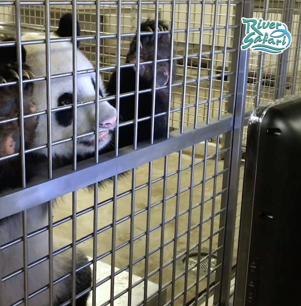 River Safari熊貓館🐼4月21日～26日期間暫時停止開放，原因竟然是熊貓要約會啦