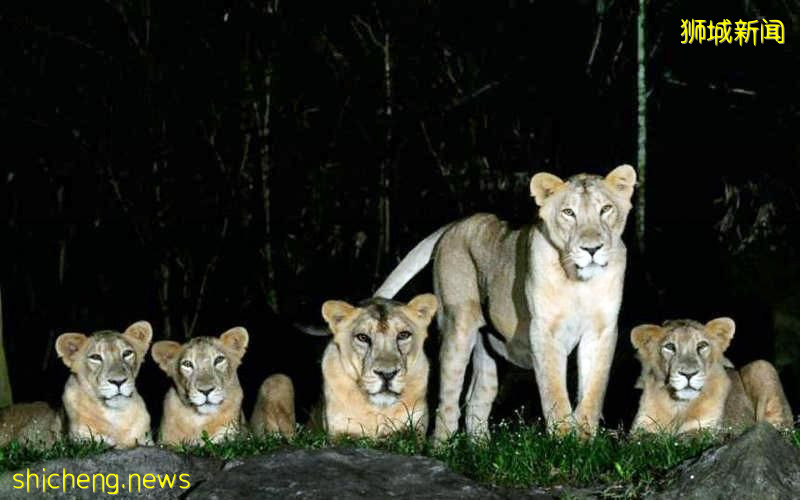 万态保育集团：不会对动物进行定期冠病检测