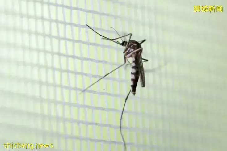 新加坡女部长在欧洲确诊!本地骨痛热病例大增,患者:睡醒满嘴是血