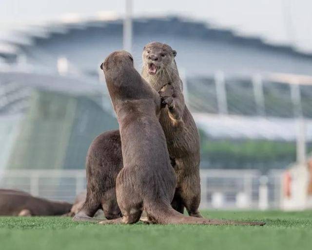 水獭：在新加坡，每天都是城市探险