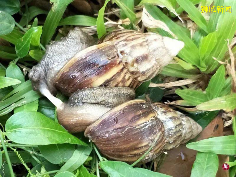 新加坡巨型蝸牛出沒！能碰嗎？能吃嗎？能養嗎