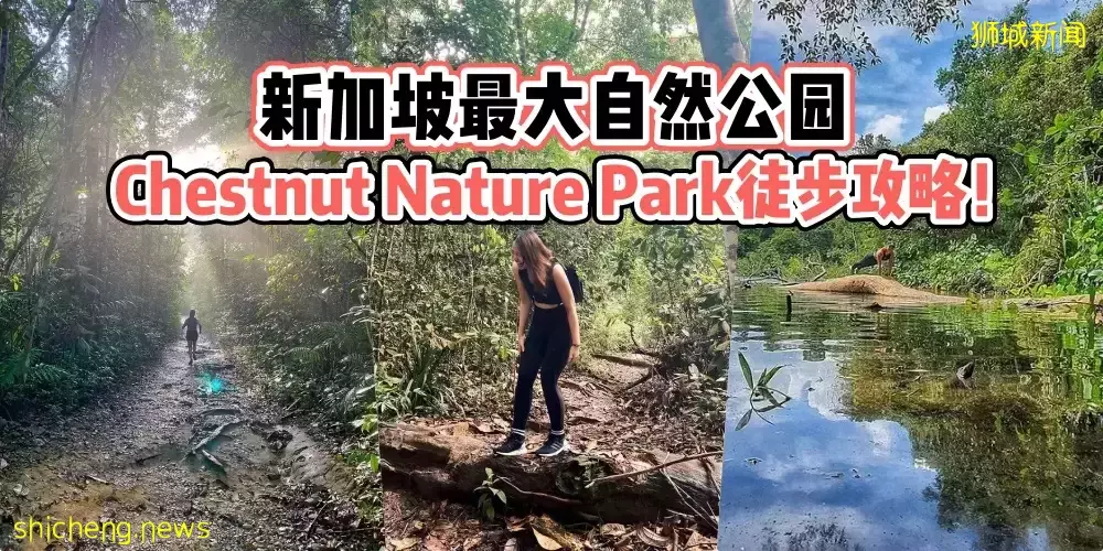 悠闲漫步放轻松 · 新加坡最大自然公园Chestnut Nature Park徒步攻略