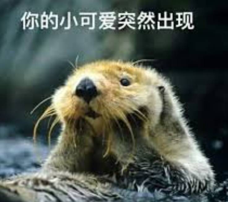 突發！這個海灘驚現一群巨型椰子蟹，還搶燒烤吃！新加坡也被鳄魚、蜥蜴、蟒蛇、水獺、猴子、野豬、野雞嚇到過