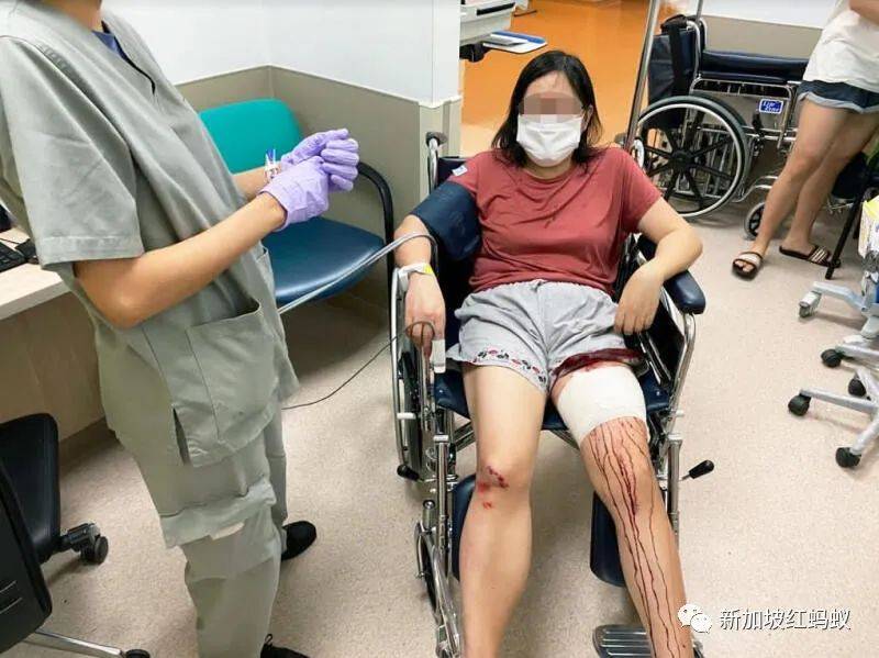 新加坡有多民主? 野鸡、流浪狗和野猪的去留,须由区内居民投票表决