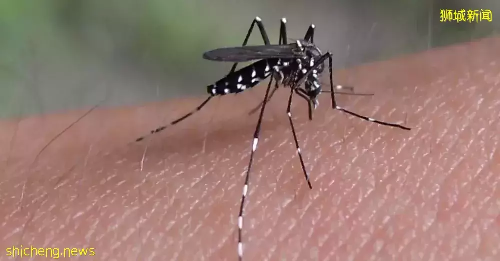 新加坡骨痛热症已近5500例!预防措施有哪些