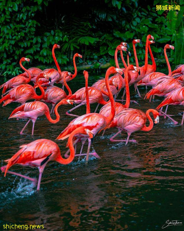 裕廊飞禽公园门票半价折扣!购票时输入优惠码,就能享受50%优惠🐦