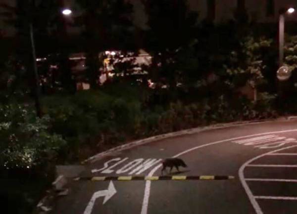 狮城组屋区 野猪伤人 当局出动20人寻猪