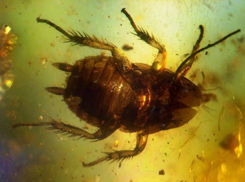 在新加坡生活，该怎么样才能抵御蟑螂入侵