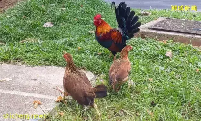 新加坡野鸡泛滥成灾！政府成立工作小组