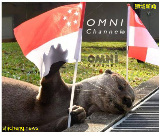 萌翻了！新加坡小水獺“揮國旗”走紅！小姐姐“另類”國慶服C位出道