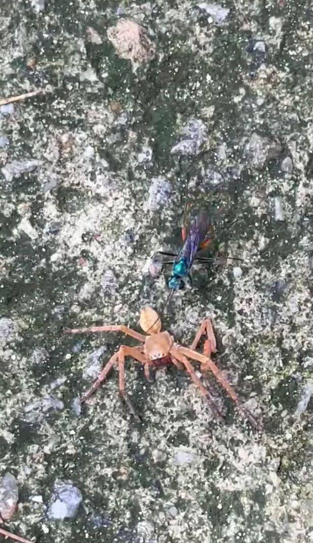 新加坡女子晨跑目擊驚悚場景 蜘蛛慘遭黃蜂截肢 軀幹淪爲幼蜂食物