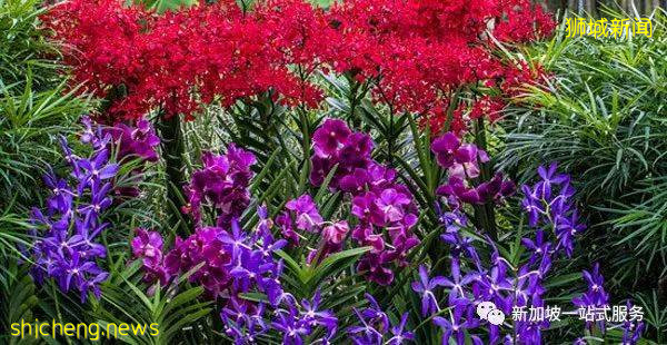 最美麗的自然風光: 新加坡植物園!