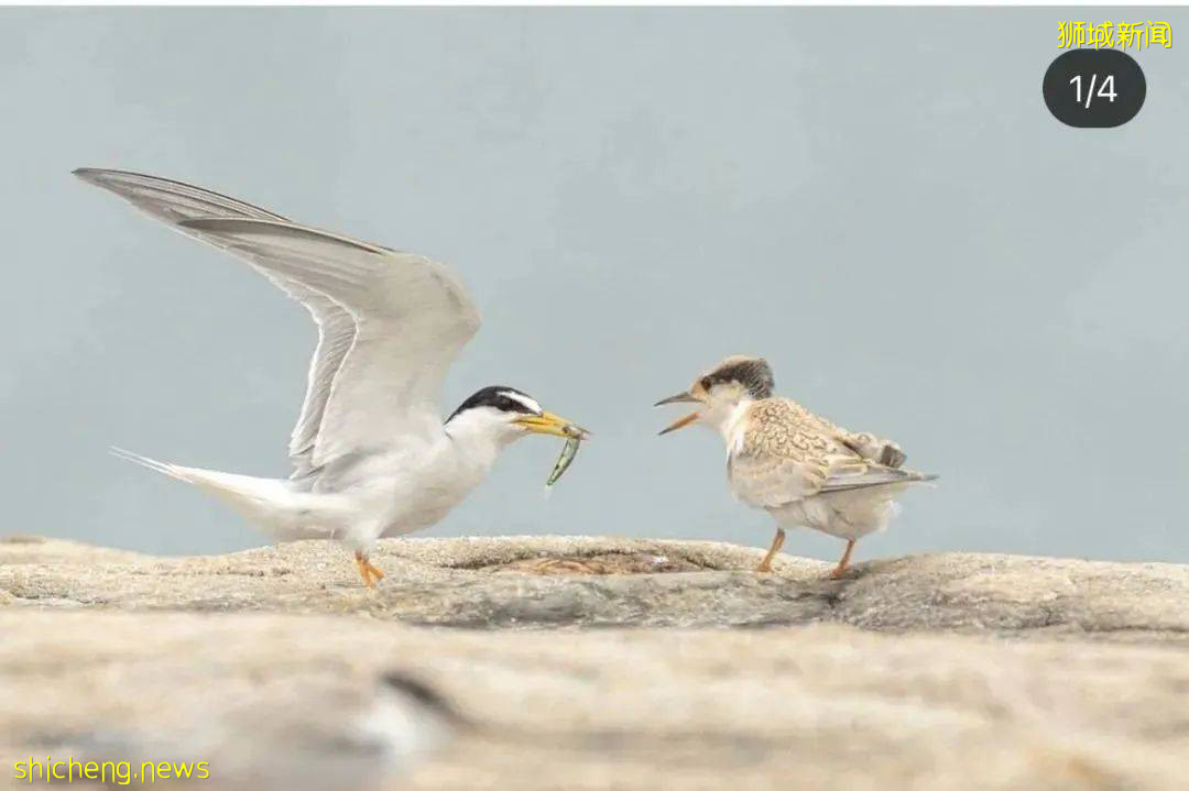 $15起！聖淘沙全新渡輪出發，無需簽證！去離島騎車、野餐、踏浪、趕海