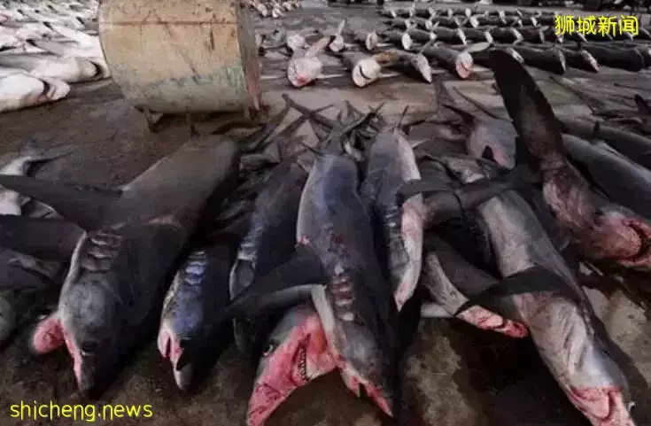 纳尼？新加坡的宠物居然1/3在吃鲨鱼肉