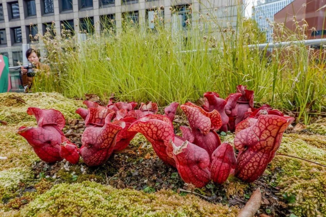 李显龙CP秀恩爱放大招:在韩国搭了个“凯旋门”!