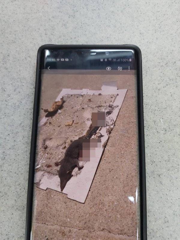 民众误以为老鼠出没 专家:是钱鼠