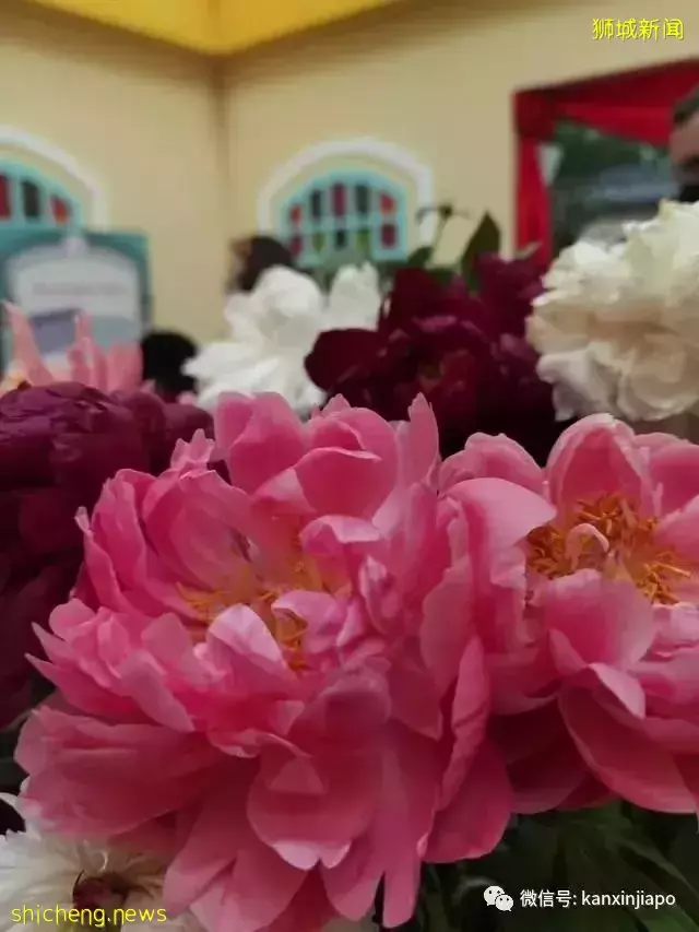 探访新加坡最美花园,只可惜这里的牡丹似乎缺少了点野性