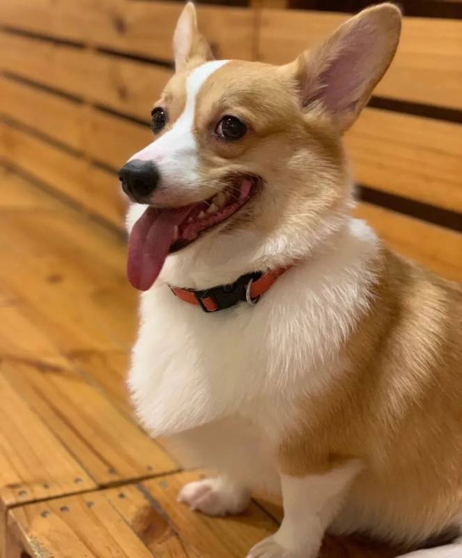 新加坡狗咖合集，快來被治愈吧