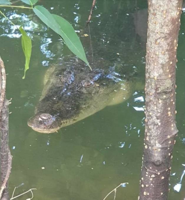李顯龍總理發了這張小動物照片，竟引來無數人自曝
