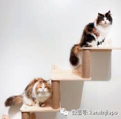 【下周活动】雪糕买一送一、单人火锅$9.9起、黛珂精华液买一送三