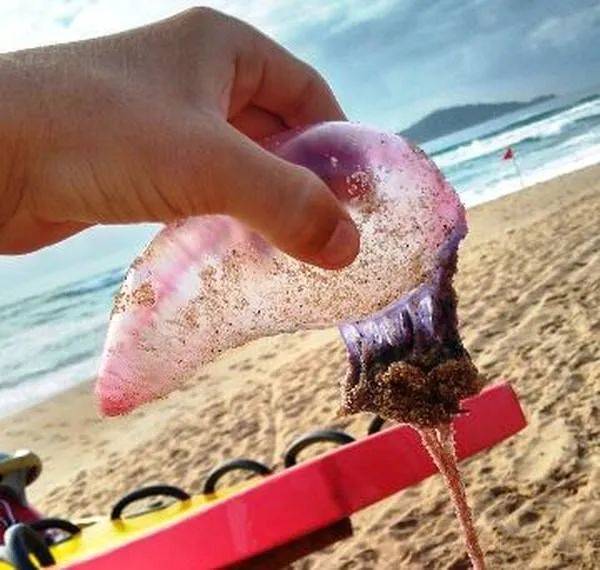 有毒水母泛濫新加坡海灘！聖淘沙禁止遊泳，巴西立海邊也有