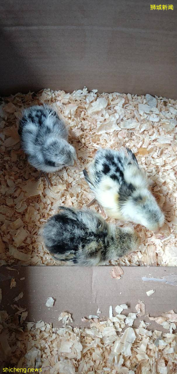 宠物鸡“跳楼” 奇迹生还