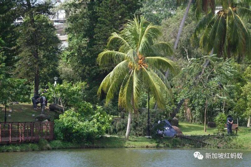 意外防不胜防? 　在狮城各种潜在危险面前，靠人不如靠自己