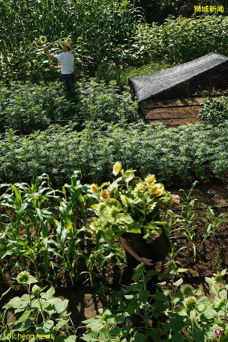 一场婚礼能让王薇薇缔造婚纱王国,也能让人开创热带花艺天地;看新加坡元建筑师如何为一直被人看扁的热带花卉翻案