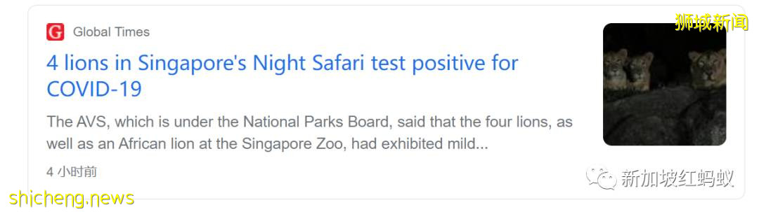新加坡五頭獅子感染冠病“揚名海外”　各地爭相報道