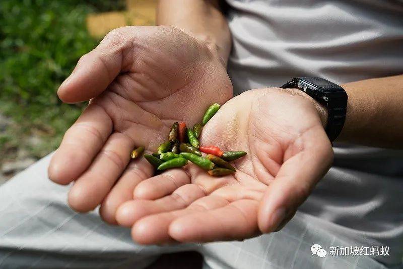 新加坡紅燈區附近的巷子走入曆史　連神像都必須漂洋過海去馬來西亞安家