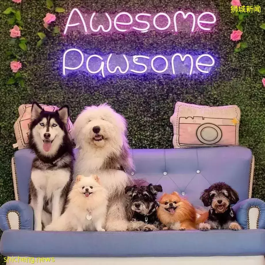 吸猫撸狗不是梦，5家新加坡宠物咖萌到犯规