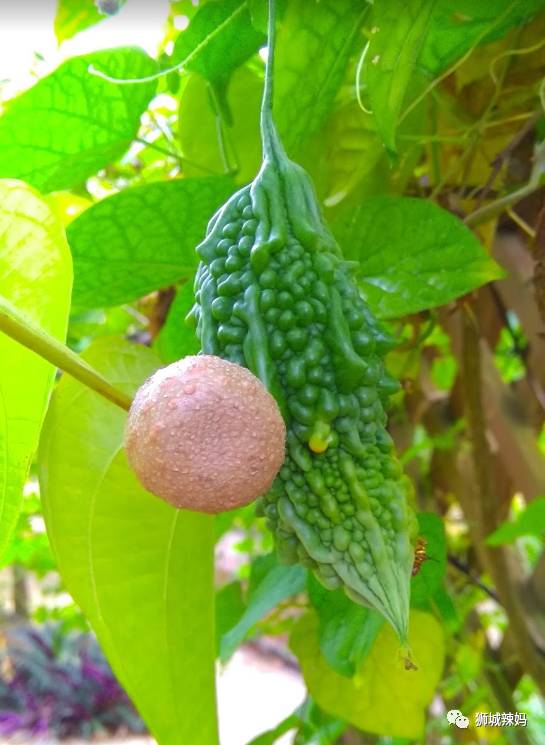 新加坡最好玩的海灘公園!趕海、騎馬、劃艇、樹籬迷宮、燒烤露營,超適合家庭出遊