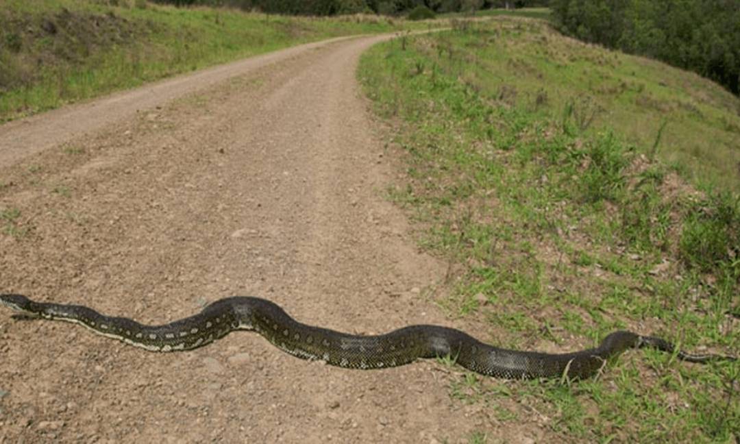 新加坡这家人后院进巨蟒,一口吞下宠物狗!主人惊呆了