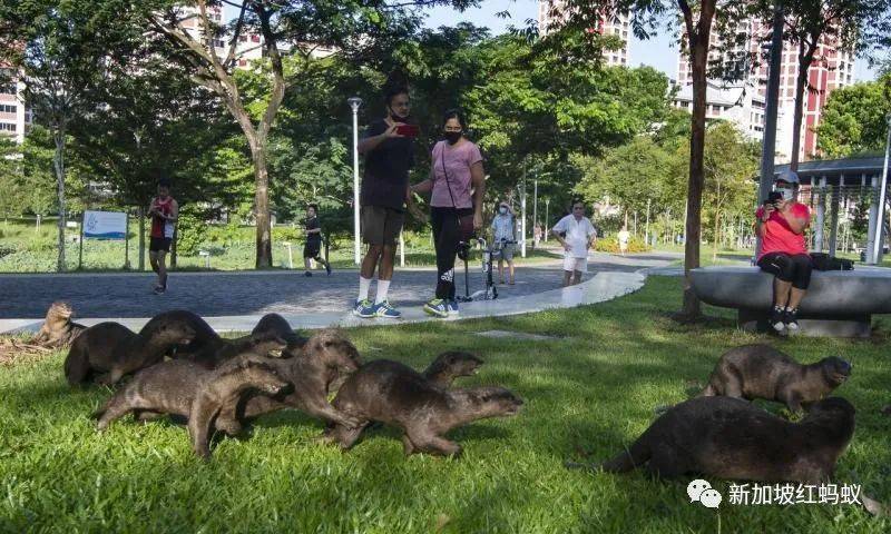 好心做壞事? 在新加坡餵犀鳥吃香蕉可被罰5000元