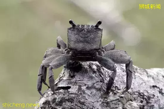 《即刻隨心所想，心想獅城》新加坡生態遊系列2