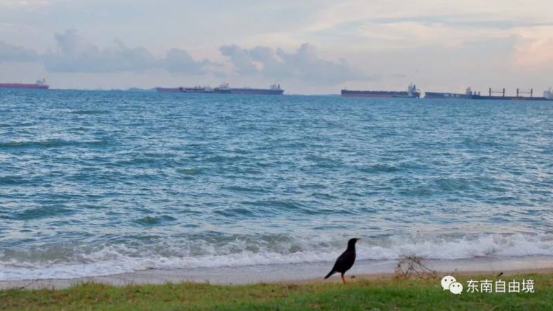 新加坡旅居生活二记——春夏记忆