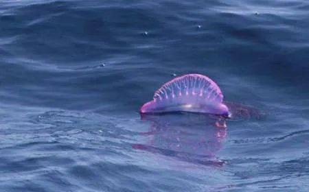 有毒水母泛濫新加坡海灘！聖淘沙禁止遊泳，巴西立海邊也有