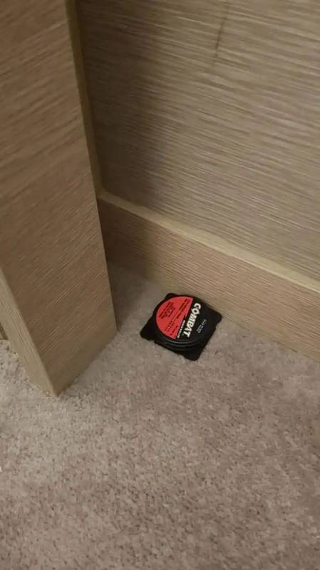 新加坡又一家五星级隔离酒店出现蟑螂,住客:10只活的+12只死的