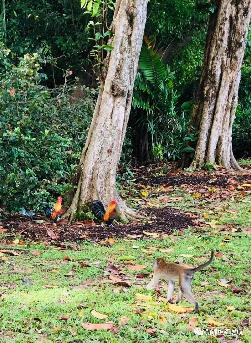 新加坡的鸟患和野猪野猴之患,究竟是谁侵犯了谁的地盘