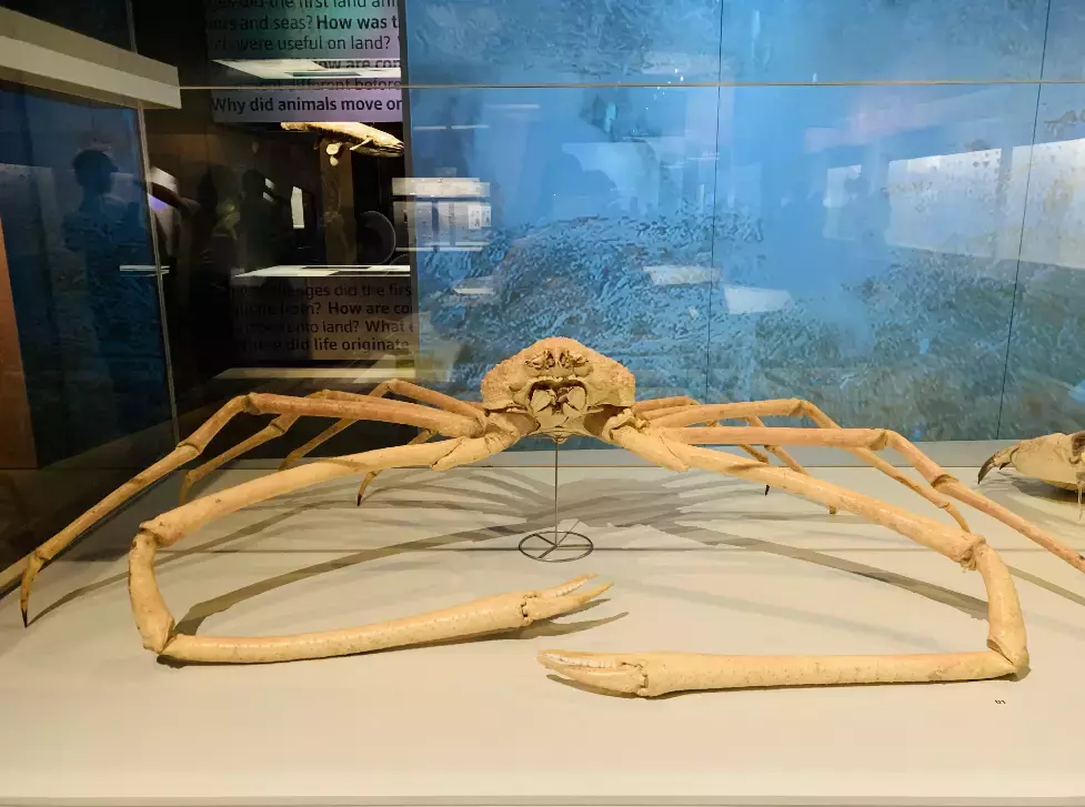 你見過熱戀中的水獺嗎